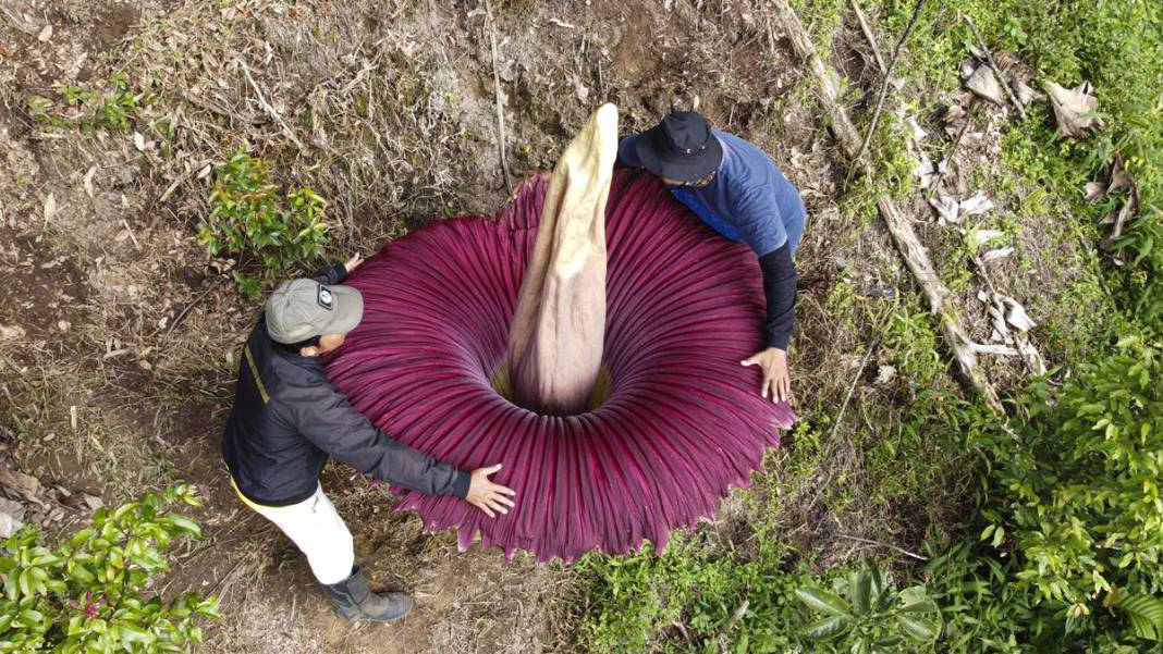 Dünyanın en kötü kokulu 'leş çiçeği' açtı! Kokudan kimse yanına yaklaşamıyor 10